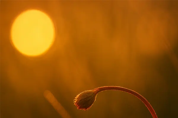 lidar com luz e vento ao fazer macrofotografia no Cerrado