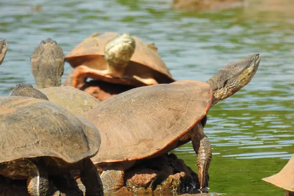 ciclo de reprodução dos animais do Cerrado